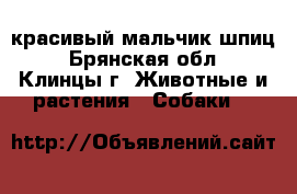 красивый мальчик шпиц - Брянская обл., Клинцы г. Животные и растения » Собаки   